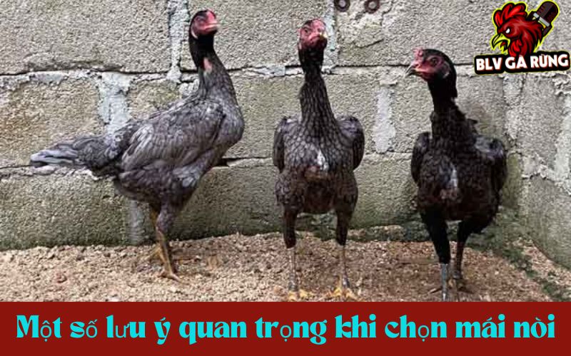 Một số lưu ý quan trọng khi chọn mái nòi đúc giống Một số lưu ý quan trọng khi chọn mái nòi đúc giống