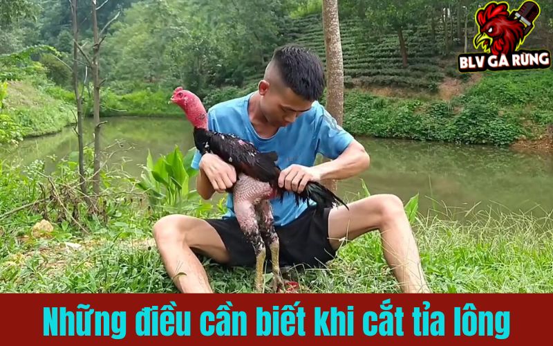 Những lưu ý quan trọng khi cắt tỉa lông gà chọi