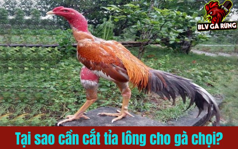 Những ưu điểm khi cắt tỉa lông gà chọi