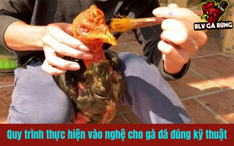 Quy trình thực hiện vào nghệ cho gà đá đúng kỹ thuật