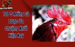 TOP 5 Mồng Gà Được Ưa Chuộng Nhất Hiện Nay Trong Giới Chiến Kê