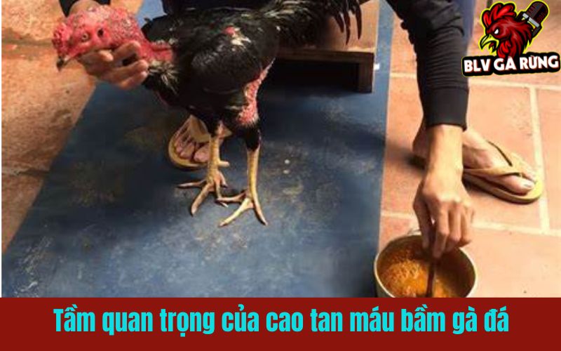 Tại sao cao tan máu bầm gà đá là vật bất ly thân của mọi sư kê? Tại sao cao tan máu bầm gà đá là vật bất ly thân của mọi sư kê?