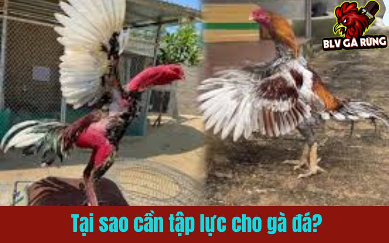 Tập lực cho gà đá đúng cách giúp chiến kê bất bại