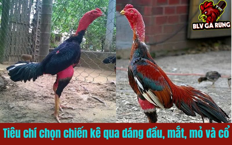 Tiêu chí chọn chiến kê qua dáng đầu, mắt, mỏ và cổ Tiêu chí chọn chiến kê qua dáng đầu, mắt, mỏ và cổ