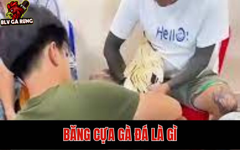 BLV Gà Rừng Hướng Dẫn Cách Băng Cựa Gà Đá Chuẩn Thi Đấu Thomo Tìm hiểu về cách băng cựa gà đá