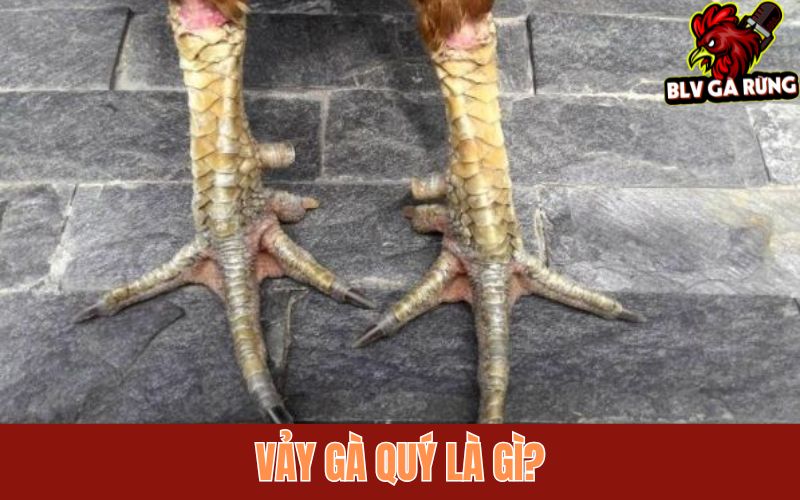 Vảy Gà Quý Là Gì? Những Vảy Gà Quý Hiếm Mà Thần Kê Thomo Thường Sở Hữu Tìm hiểu về vảy gà quý hiếm