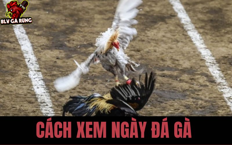 Tổng Hợp 4 Cách Xem Ngày Tốt Để Đi Đá Gà HOT Nhất