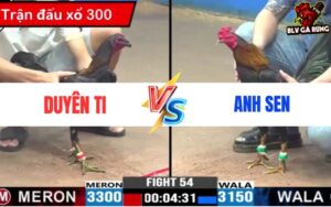Trận 54 Đá Gà CPC3 Ngày 27/5/2024 - Duyên Ti Vs Sen Vĩnh Châu