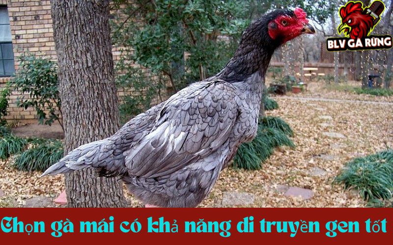 Tuyển chọn gà mái có khả năng di truyền gen tốt nhất cho đời sau Tuyển chọn gà mái có khả năng di truyền gen tốt nhất cho đời sau