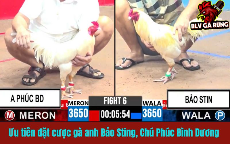 Ưu tiên đặt cược gà của anh Bảo Sting, Chú Phúc Bình Dương Ưu tiên đặt cược gà của anh Bảo Sting, Chú Phúc Bình Dương