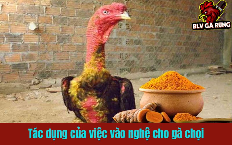 Vào nghệ cho gà chọi để da dày, kháng đòn hiệu quả