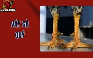 Vảy Gà Quý Là Gì? Những Vảy Gà Quý Hiếm Mà Thần Kê Thomo Thường Sở Hữu