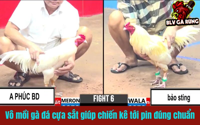 Vô mồi cho gà đá cựa sắt giúp chiến kê tới pin đúng chuẩn