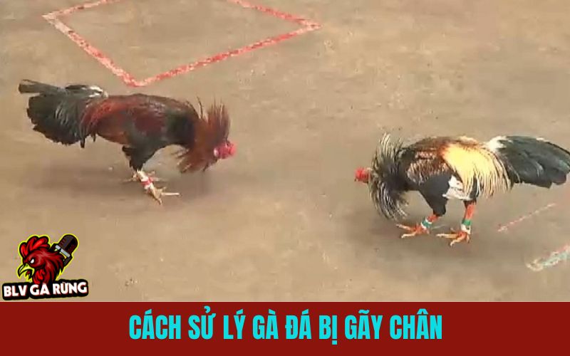 Cách Xử Lý Gà Đá Bị Gãy Chân Khi Đi Thi Đấu
