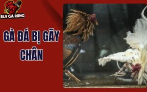 Gà Đá Bị Gãy Chân Khi Thi Đấu - Cách Xử Lý, Điều Trị Và Hồi Phục Nhanh