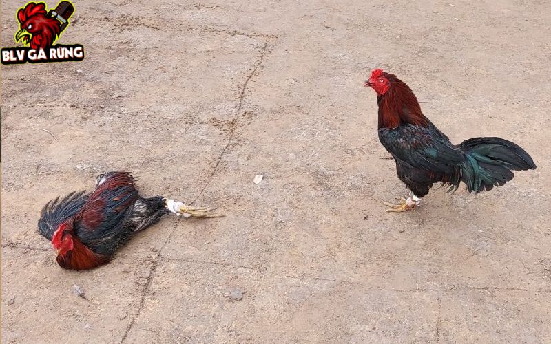 Hướng dẫn cách chữa gà đá bị gãy chân do đi đá từ trường về