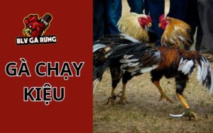 Gà Chạy Kiệu