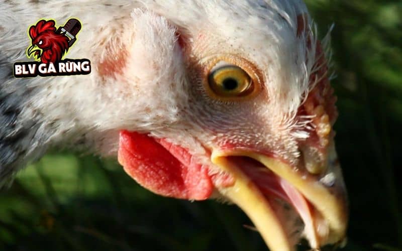 Cách ly gà bị hen sang nơi khác tránh lây lan