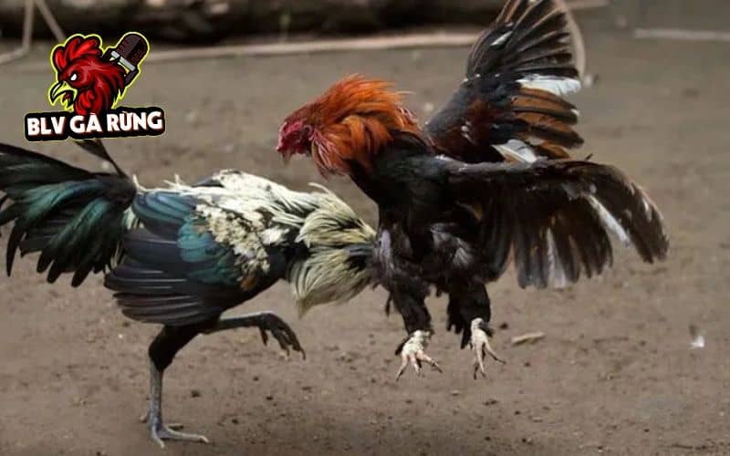 Cách nhận biết gà chạy kiệu qua dáng đi và lối đá Cách nhận biết gà chạy kiệu qua dáng đi và lối đá