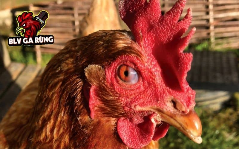 Điều trị gà bị chảy nước mắt do kết mạc Điều trị gà bị chảy nước mắt do kết mạc