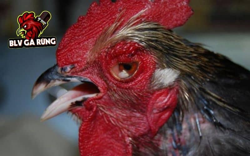 Điều trị gà bị chảy nước mắt nguyên nhân do giun sán Điều trị gà bị chảy nước mắt nguyên nhân do giun sán