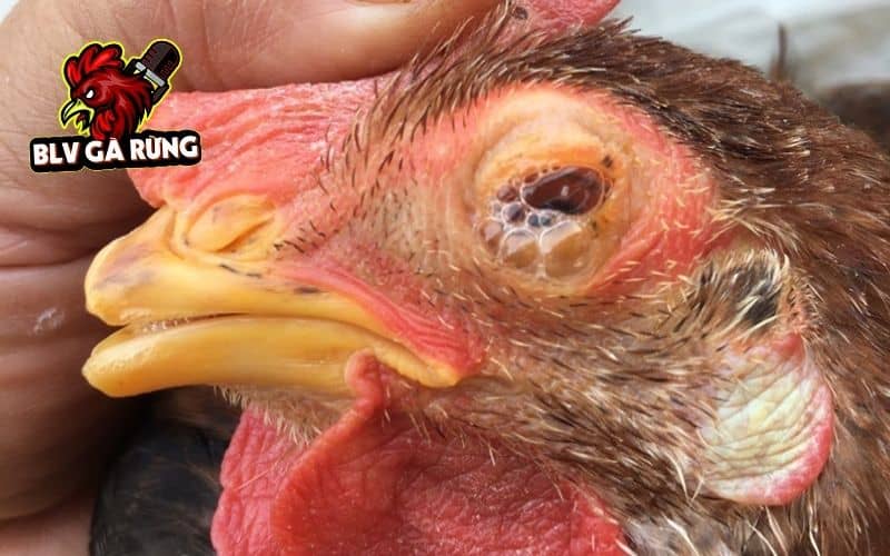 Gà bị chảy nước mắt có thể là do giun sán Oxyspirura mansoni gây ra Gà bị chảy nước mắt có thể là do giun sán Oxyspirura mansoni gây ra