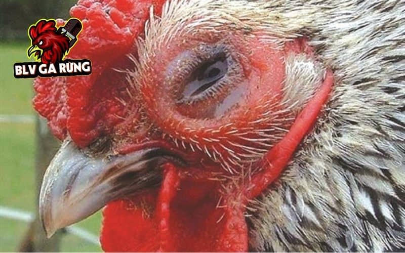 Gà bị chảy nước mắt có thể là do một số loại bệnh về mắt hoặc do môi trường nuôi Gà bị chảy nước mắt có thể là do một số loại bệnh về mắt hoặc do môi trường nuôi