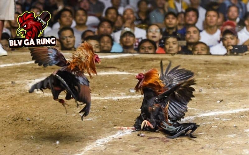 Gà chạy kiệu được chia thành hai lối đá là gà kiệu lỡ và gà sinh thế Gà chạy kiệu được chia thành hai lối đá là gà kiệu lỡ và gà sinh thế