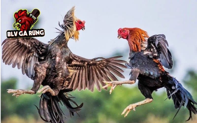 Gà chạy kiệu là gà có lối đá khôn ngoan thường ra đòn hiểm Gà chạy kiệu là gà có lối đá khôn ngoan thường ra đòn hiểm