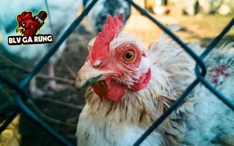 Phương pháp dân gian cách làm đơn giản nhưng vẫn hiệu quả