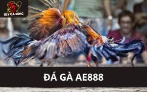 Các Ưu Điểm Về Đá Gà AE888