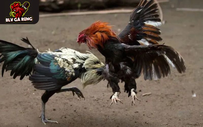 Phát sóng đầy đủ các trận đầu ở những trường gà danh tiếng Phát sóng đầy đủ các trận đầu ở những trường gà danh tiếng