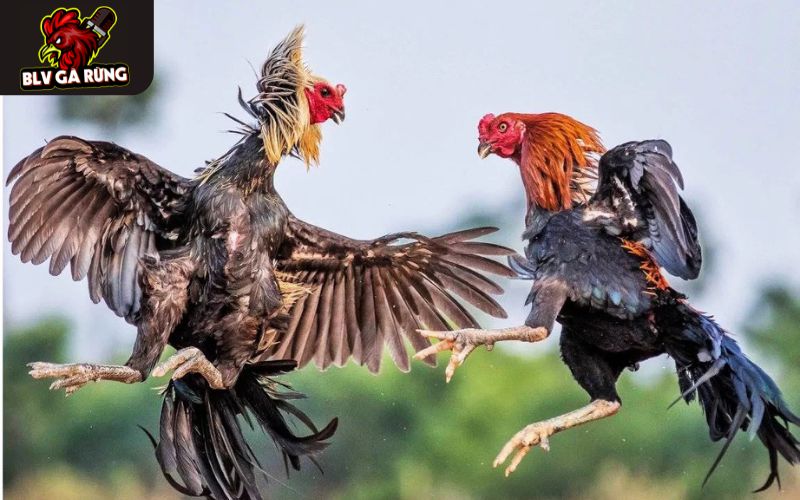 Xem trực tiếp trận đấu với độ truyền tải cực thấp Xem trực tiếp trận đấu với độ truyền tải cực thấp