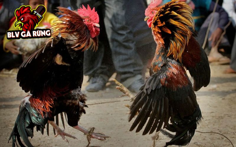 Tại Trực Tiếp Đá Gà có bình luận viên chuyên nghiệp Tại Trực Tiếp Đá Gà có bình luận viên chuyên nghiệp