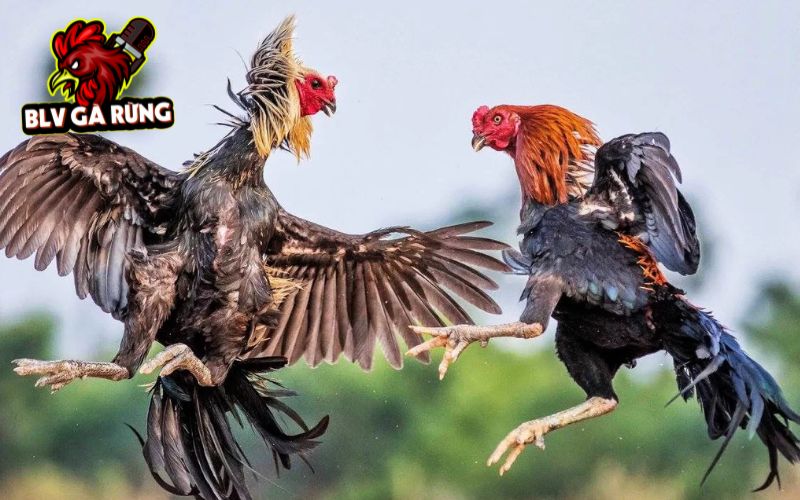 Trực Tiếp Đá Gà cập nhật liên tục các trận đấu mới nhất mỗi ngày Trực Tiếp Đá Gà cập nhật liên tục các trận đấu mới nhất mỗi ngày