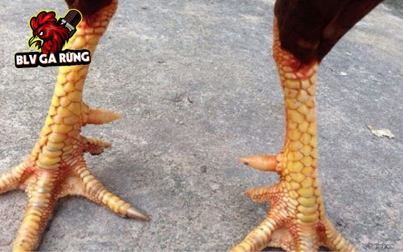 Các đặc điểm nhận biết Vảy Gà Thập Cựa chuẩn xác Các đặc điểm nhận biết Vảy Gà Thập Cựa chuẩn xác