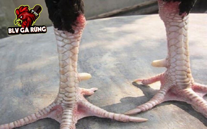 Các dạng Vảy Gà Huyền Trâm thường gặp Các dạng Vảy Gà Huyền Trâm thường gặp