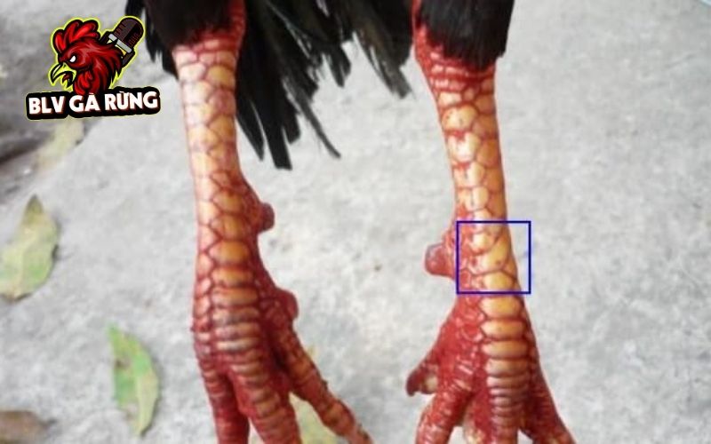 Các loại liên quan đến Vảy Gà Đại Giáp