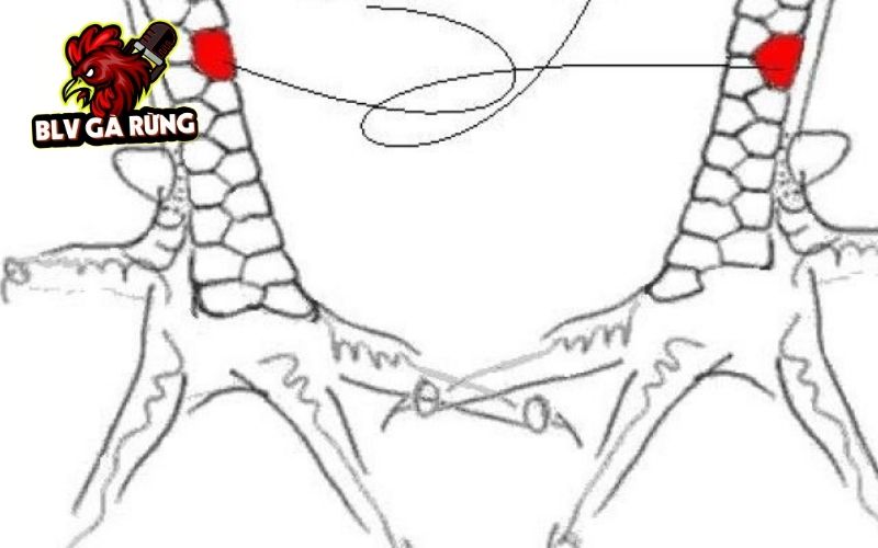 Cách nhận biết Vảy Gà Huyền Trâm chuẩn xác Cách nhận biết Vảy Gà Huyền Trâm chuẩn xác
