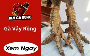 Gà Vảy Rồng