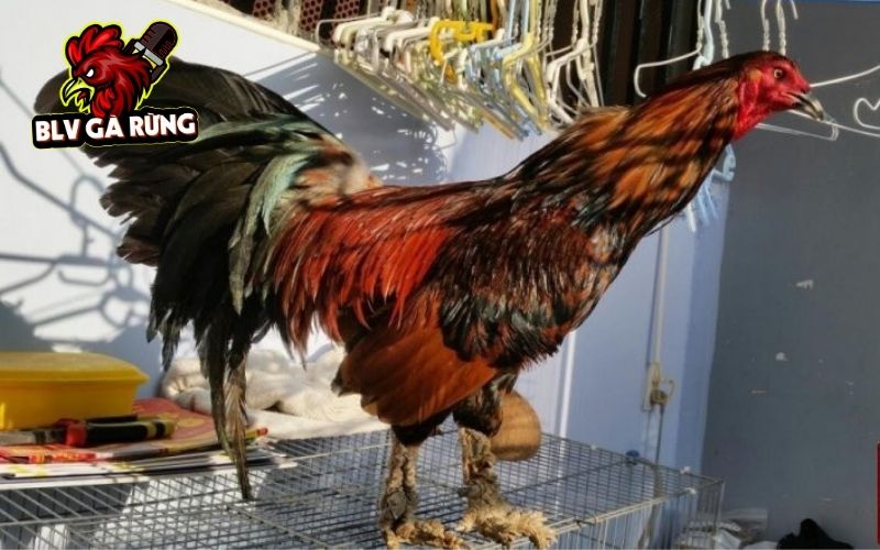 Gà vảy rồng có nhiều loại được chia theo màu sắc vảy