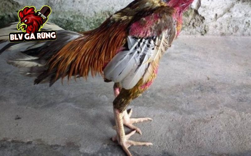 Những đặc điểm nhận biết Vảy Gà Đại Giáp