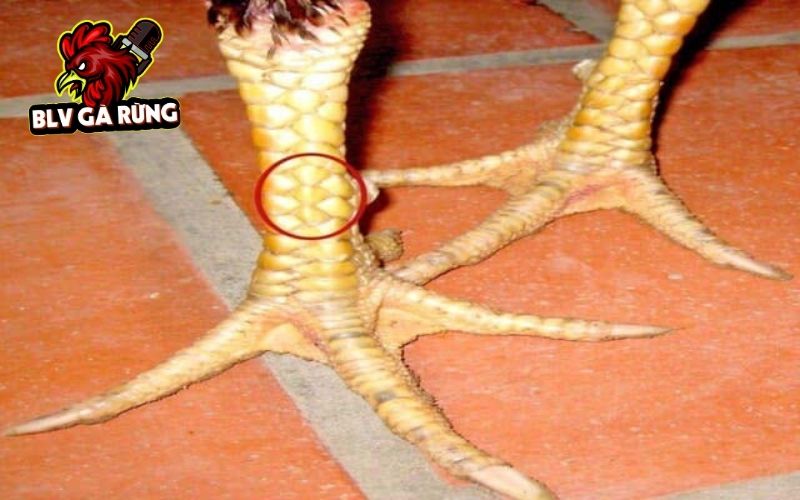 Những đặc điểm nhận biết Vảy Gà Tam Tài Những đặc điểm nhận biết Vảy Gà Tam Tài