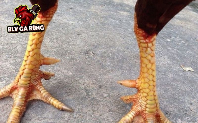 Những nguyên nhân các sư kê lựa chọn gà sở hữu vảy hiếm Những nguyên nhân các sư kê lựa chọn gà sở hữu vảy hiếm