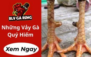Những Vảy Gà Quý Hiếm