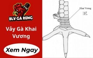 Vảy Gà Khai Vương