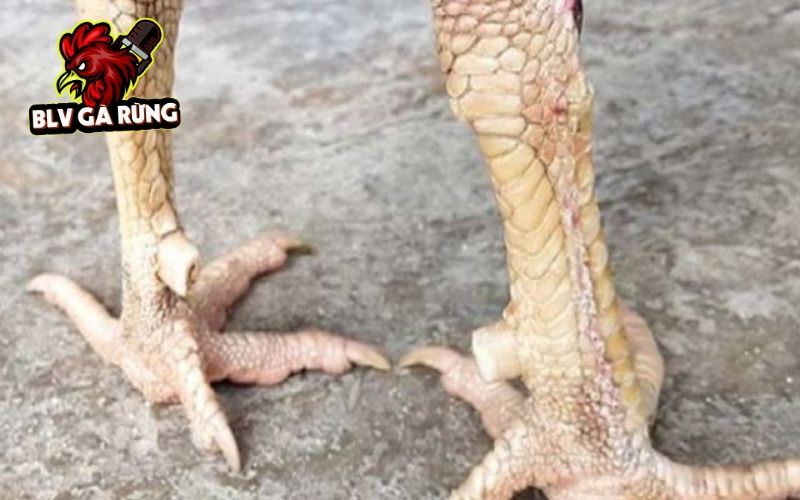 Vảy gà Khai Vương là loại vảy hiếm nhiều sư kê săn đón Vảy gà Khai Vương là loại vảy hiếm nhiều sư kê săn đón