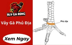 Vảy Gà Phủ Địa
