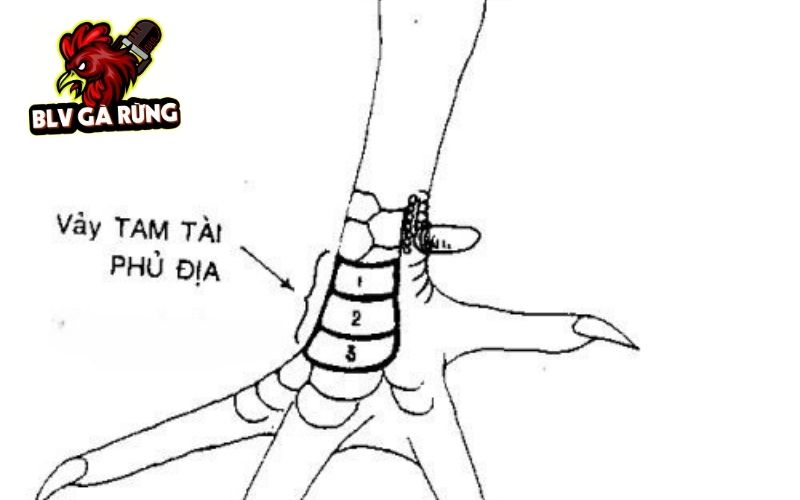 Vảy Gà Phụ Địa được chia thành nhiều loại